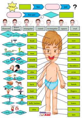 Level 3 Body Parts and Appearance  30 фото